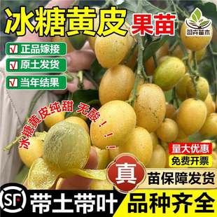 ���Ǽ����SƤ�޽ӹ�����ڽ����F���u�ğo���SƤ������Ԯ���Y��