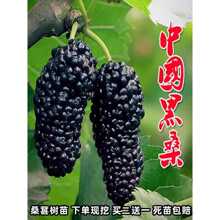 һ�����lɣ�ؘ��� ɣ���� �޽ӵ������ϱ����Nֲ���~ɣ���箔��Y
