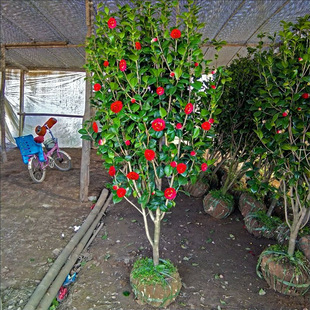 Courtyard Cold-Resistant Camellia, Evergreen Flower in Winter, Camellia on the Roof, Frost-Resistant Large Saplings, Green Plants and Flowers