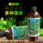 青苔鱼缸除藻剂