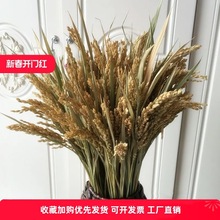 ��Ʒ����ɻ�ԭ��ɫ�浾�ȼҾ��b[����@ֲ�������֦�zӰ����