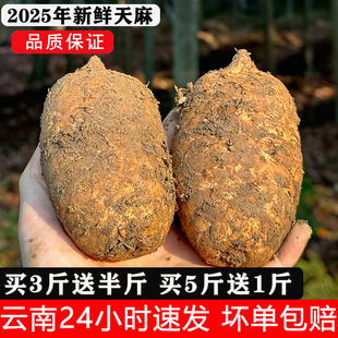 С�������r�Ǹ����r�������Ş���ڰl�݉�Ұ��