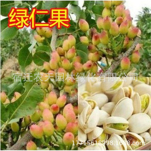 �_�Ĺ����ϱ����Nֲ���箔��Y���_�Ĺ��������Ե��԰����ӾG��