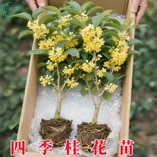 𻨘¹ļͥԺeϱͺ㻨