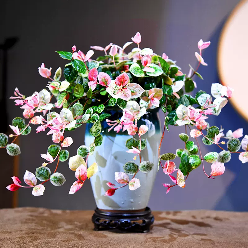 络石藤本植物带盆栽好爬藤植物卧室室内书房盆景盆栽绿植