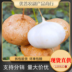 优普湖北凉薯新鲜现挖白心地瓜包邮沙葛水果蔬菜农家凉薯一件代发
