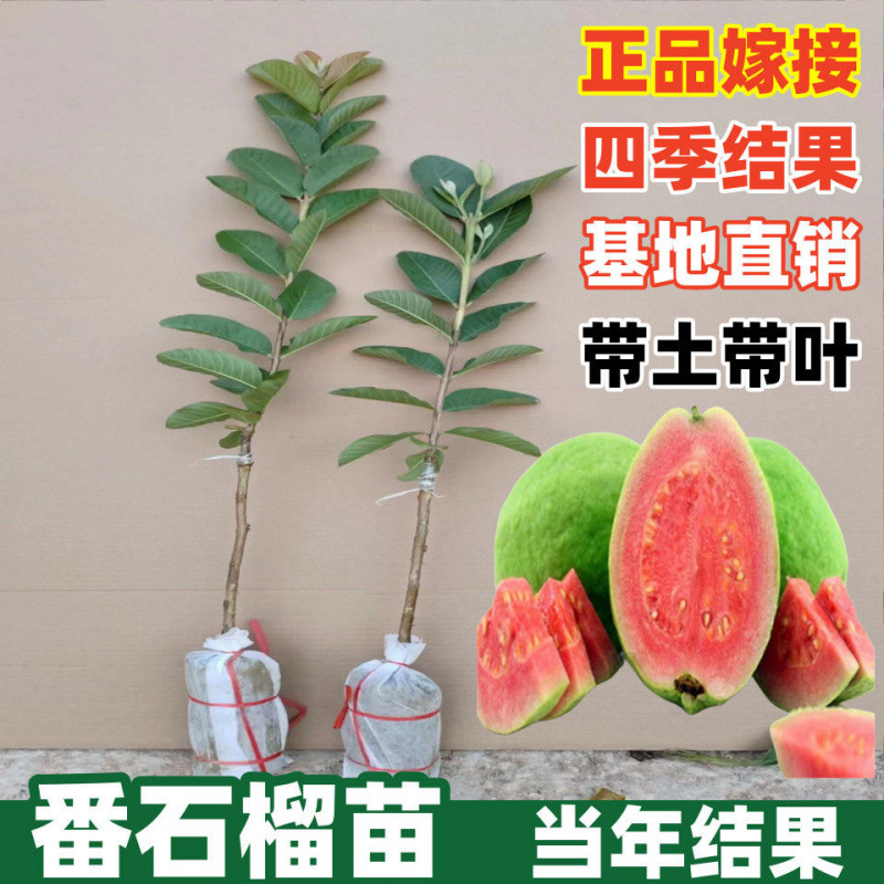 广东嫁接胭脂红番石榴树果苗红心芭乐树苗南方种植庭院盆栽果树苗