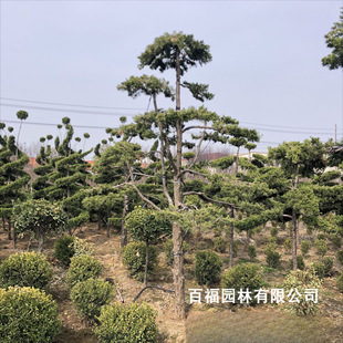 ���l�������ؘ� ���^���ؘ� ӭ�������� �e�����@�@�����͘�