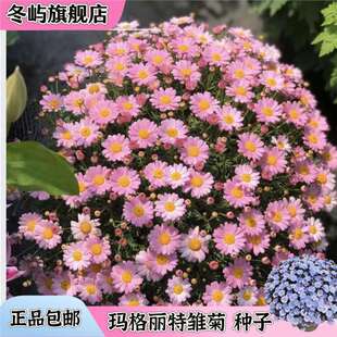 Margaret Seeds, Small Daisy Flower Seeds, Are Easy to Grow in All Seasons and Bloom Continuously. They Are Exquisite and Can Withstand Cold and Heat