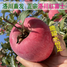 洛川直发正宗洛川红富士2025新果甜脆红富士苹果新鲜陕西洛川苹果