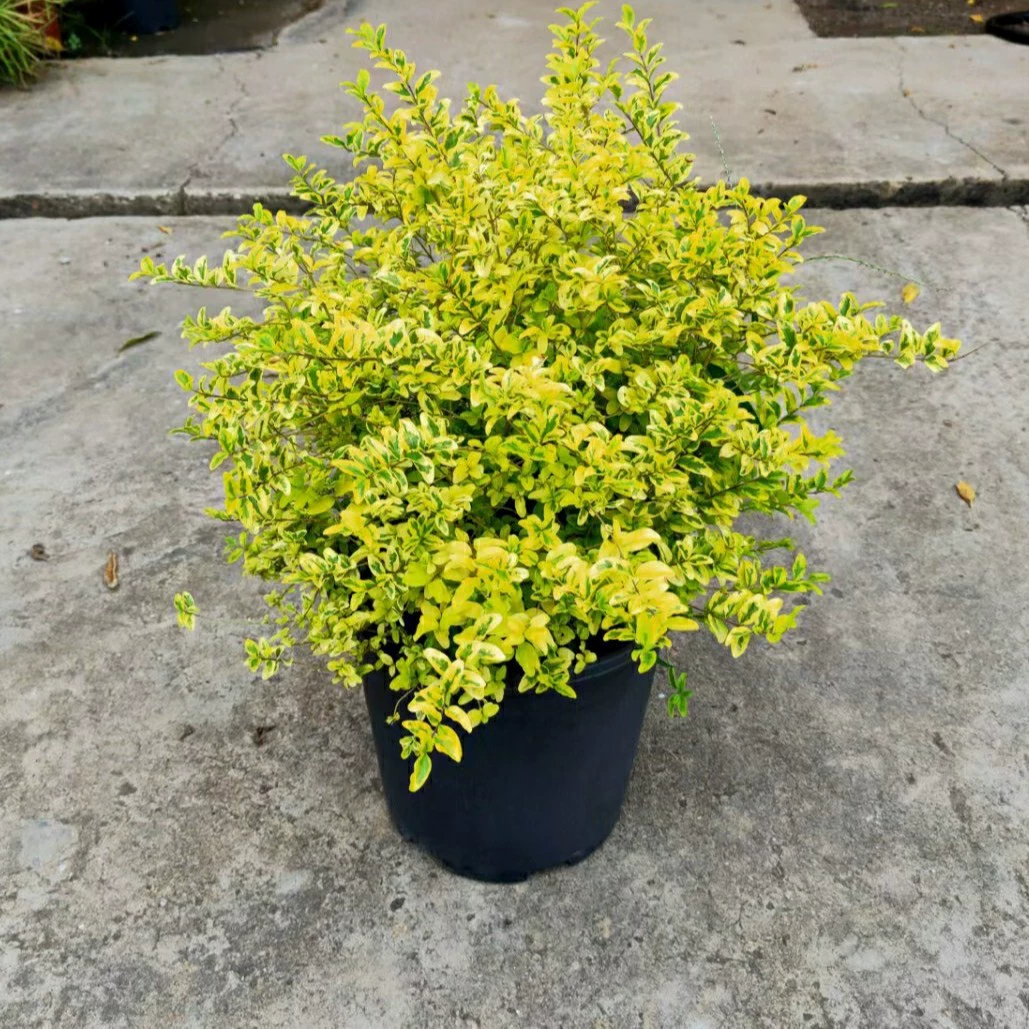 2201 база оптовая поставка блестящий хрустящий саженец в горшке 20-100 см высокий золотой лист листовой кустарник