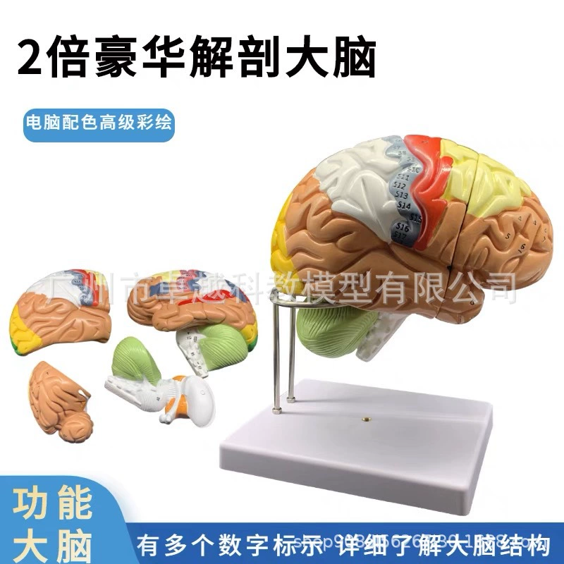 Brain model Brain function area color division model Human brain anatomy human cerebral artery structure cerebrovascular nerve