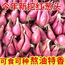 �t�[�^�V�|���[�^���[���rС���[�N�Ӱ��[������ �N�����̨����