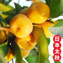 ̫ɿ֭ܛӘͥԺԼ޽Ә䮔Y