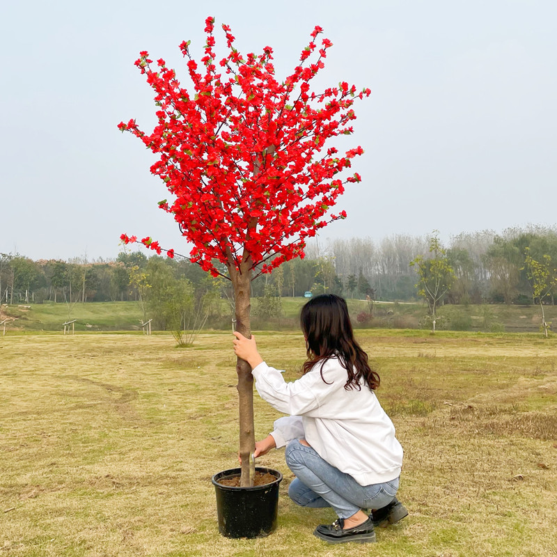 庭院地栽高杆梅花树苗红梅苗冬季花卉腊梅花四季盆栽树苗绿梅花树