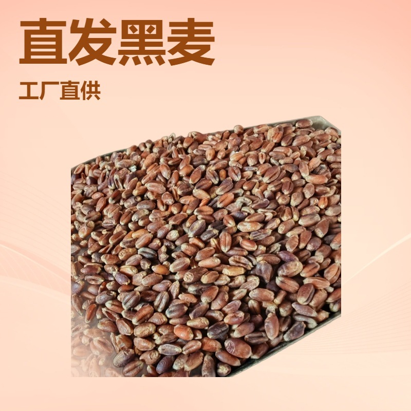 批发黑麦黑小麦五谷杂粮黑小麦粒袋装25kg米新货量大优精选麦子