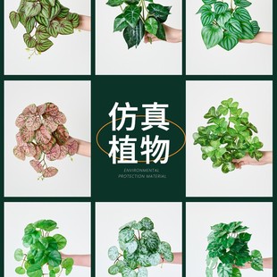 �߶˷��滨�쾰����С���~�ӷ���Gֲ��ֲ����҃�����b[��