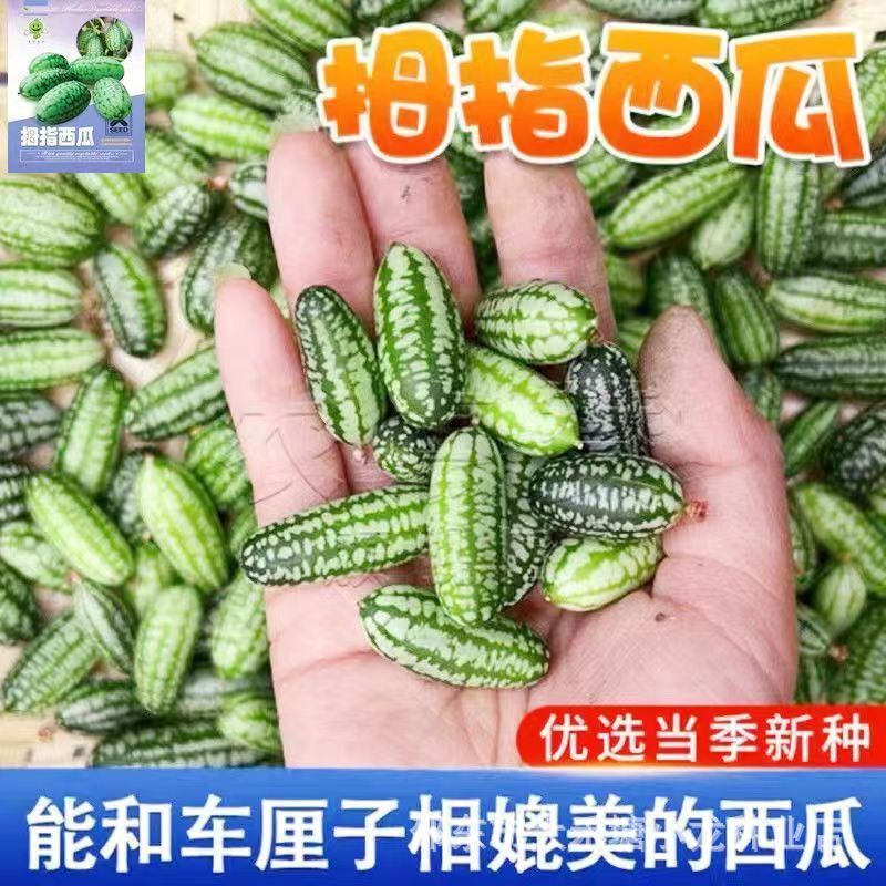Thumb Watermelon Fruit Seeds, High Yield, Nutritious, Crisp, Sweet and Juicy Mini Watermelon, Four-Season Balcony Potted Vegetables Thumb Watermelon Fruit Seeds, High Yield, Nutritious, Crisp, Sweet and Juicy Mini Watermelon, Four-Season Balcony Potted Vegetables