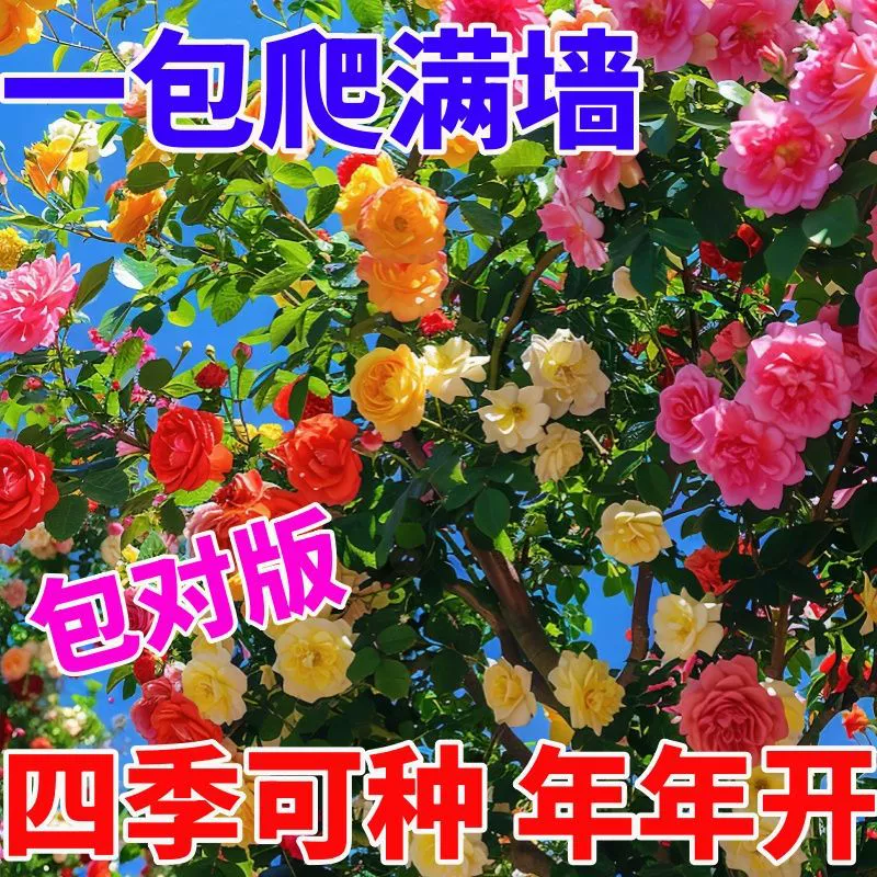 [Покрывает всю стену] Четырехсезонные семена цветущих роз легко выращивать, отпугивают комаров и удаляют вредителей, двойные лепестки ароматны и термостойки во дворе.