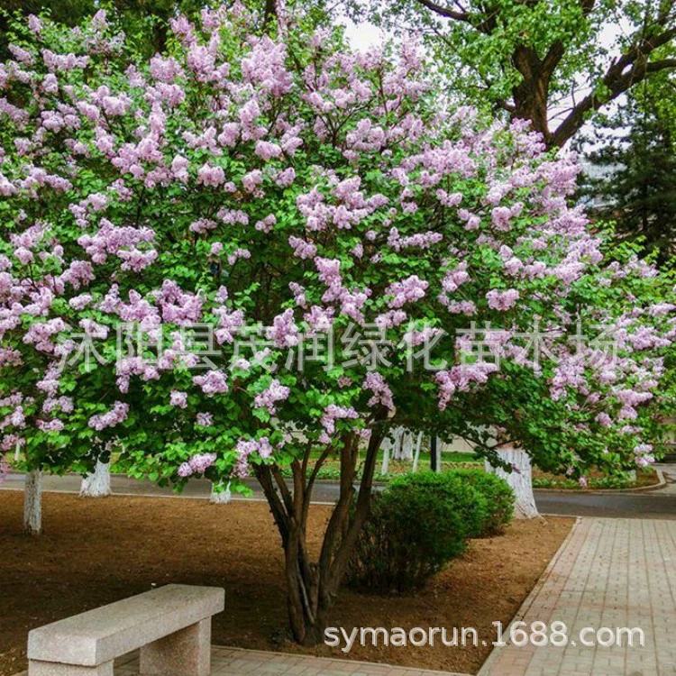 Поставка Сирень саженцы горшечные растения цветы зеленые растения двор клумба просмотр цветы Сирень саженцы