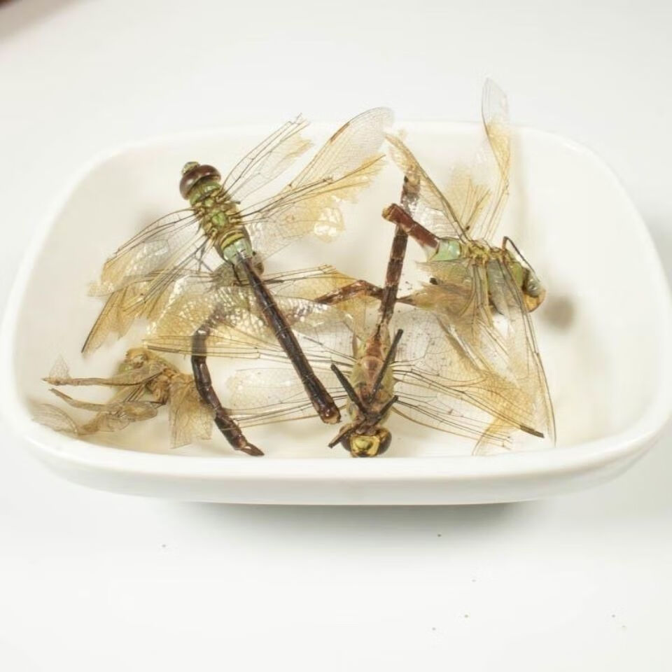 Dragonfly (Anisoptera) Dried Edible Insect — 500g Food-Grade Whole Dragonflies preparation