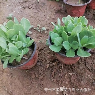 ���߾����M�� ��ľ�����ṩ �|�����߾��컨�� �ͺ� �ˌ�����