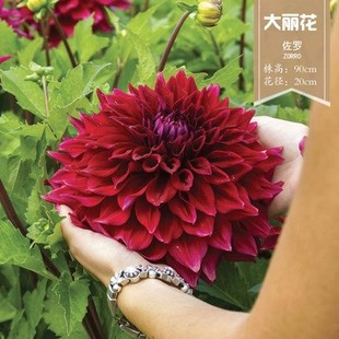 Flower Dahlia Seed Ball Melon Flower Dahlia Bulb Flower Big Indoor Balcony Potted Garden Planting Good for Feeding