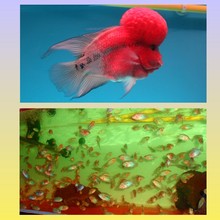 �_�h�~�� �� ���\ �R�t �M�y �t�R ���P �M�ڻ��w�~����]����