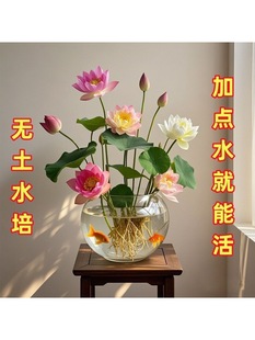 ��ɏ�N�߲������ɫˮ�໨��ˮ�B�ļ�ɏ���ɻ��Nɏź�Gֲˮ��ɏ��