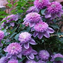 3�w�F��ɏ����҃���ͥԺ�����ͺ�ֲ������������ļ��_������