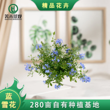 蓝雪花盆栽多季开花阳台花卉庭院藤本爬藤花园植物绿植绿化美观