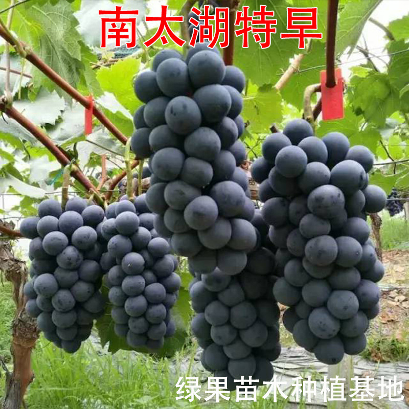 特早熟葡萄苗果苗 南太湖特早葡萄苗 无核无籽葡萄树苗南方北方栽