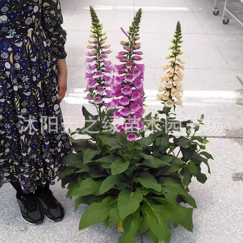 毛地黄花种子耐寒多年生指顶花吊钟花籽可切花阳台庭院花园可盆栽