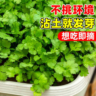 �r��С�~��˷N�����ļ������߲˷N���ݲ��Ѳ˷N��Ʒ�NС���