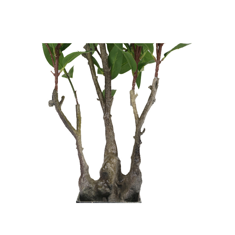 XRS-055 7#盆栽橄榄312叶0 (2).jpg