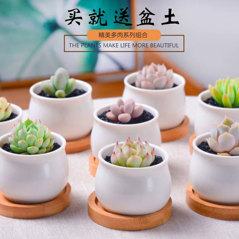 Набор маленьких суккулентов в горшках — простые в выращивании и уходе, милые комнатные суккуленты с горшком и почвой.