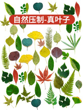 真树叶植物标本幼儿园手工贴画儿童diy干树叶落叶手工材料包