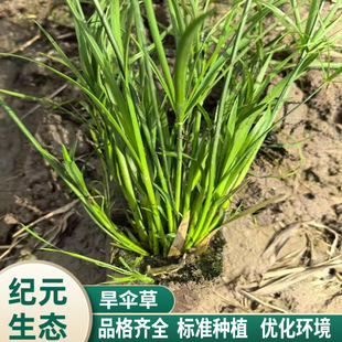 ���lˮ��ֲ�� ����� �L܇�� ˮ��� ���@ˮ�w�G�� ��ؾG��