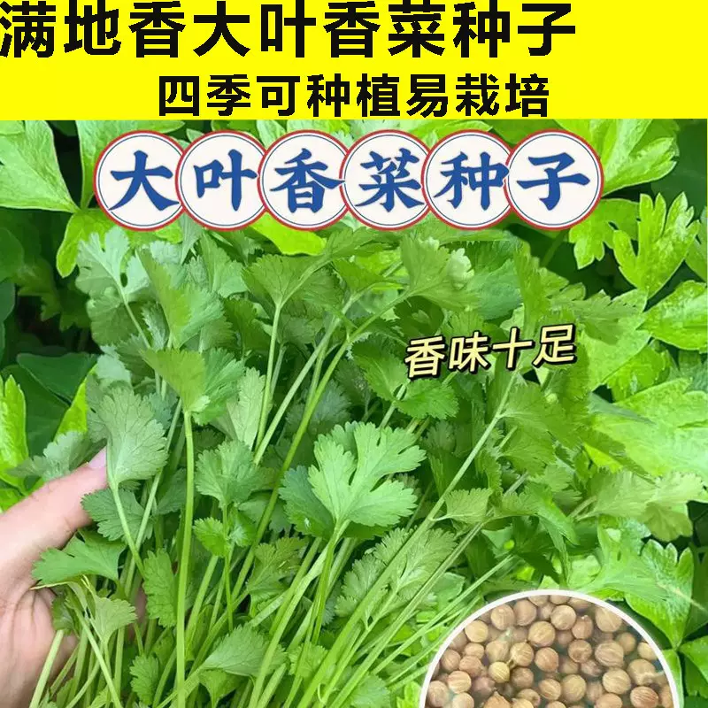 满地香大叶香菜种子四季种植蔬菜种子菜籽秋冬阳台花盆菜孑可食用