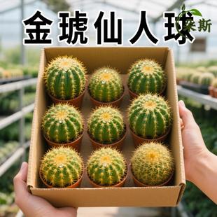 ���������������҃����k������Gֲ�����ƶ���ֲ�ﻨ�ܺ��B���