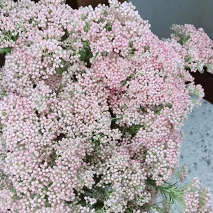 Yunnan Kunming Rice Flower Wholesale Millet Flower Fresh Cut Flower Base Straight Hair Rose Flower Material with Flower Flower Shop Direct Supply