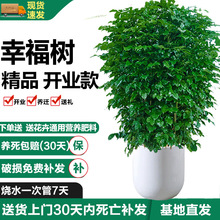 �����B��Ҹ���͏d���Դ��;Gֲ�����՚���B���ռ�ȩ�Ҹ���