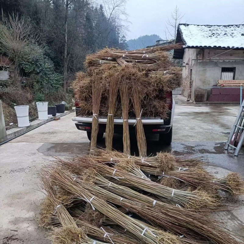 微信图片_20240417181121_副本