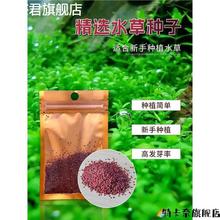 真水草套餐水籽装饰水植物淡水种四人季懒造景草生鱼缸淡水淡水籽