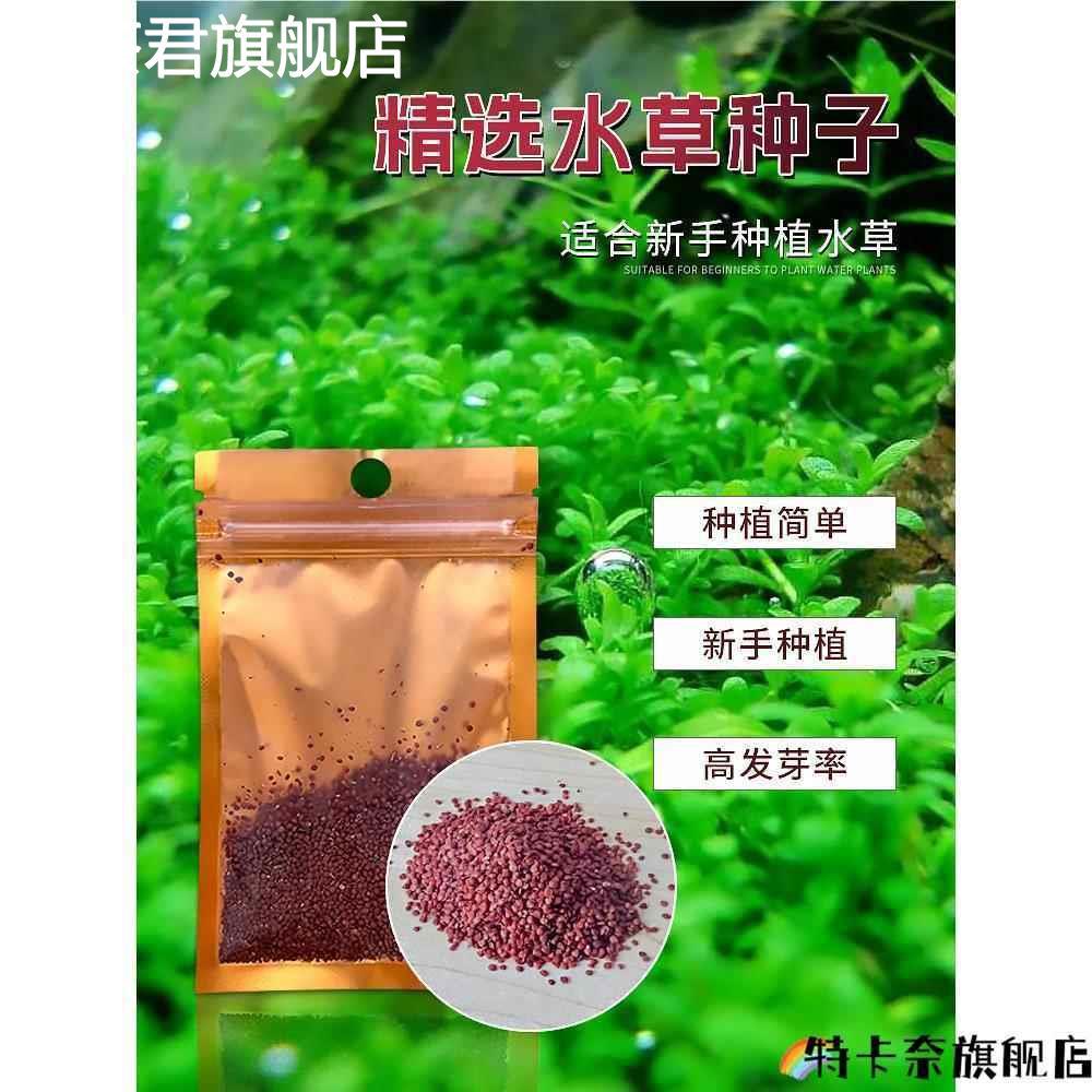 真水草套餐水籽装饰水植物淡水种四人季懒造景草生鱼缸淡水淡水籽