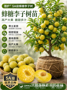 �ڲ������Ә����ش������޽��������Ϸ������Nֲ���Ե��Թ�����