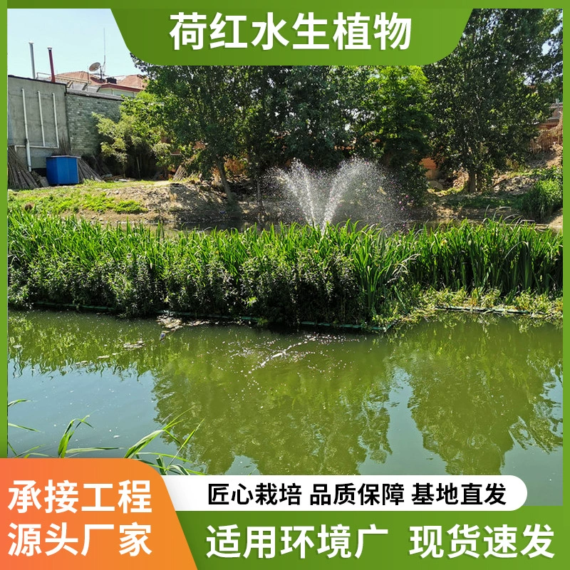 Экологические плавучие острова, плавучие грядки, плавучие ландшафтные конструкции для различных проектов по высадке водных растений, очистке и восстановлению водных объектов.