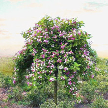 Ĵl\LݏɫrGͥԺ쾰@ˇ