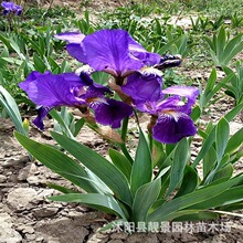 江苏鸢尾花基地 蝴蝶兰 水体绿化鸢尾 多年生草本植物德国鸢尾苗