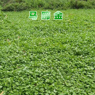 �R���N�Ӳ��Ѳ�ƺ���X���~�X��ֲ��G���R���N�����ֲ��N��